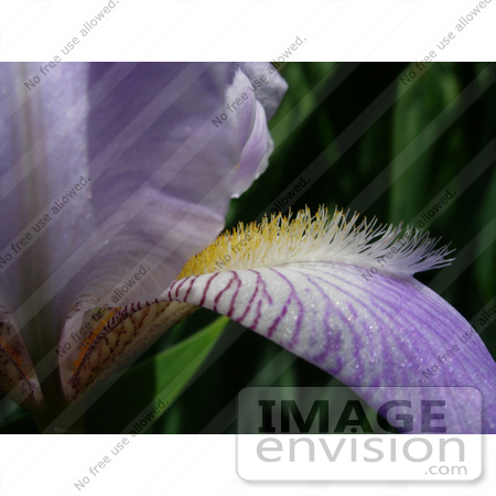 #53812 Royalty-Free Stock Photo of a purple iris closeup by Maria Bell