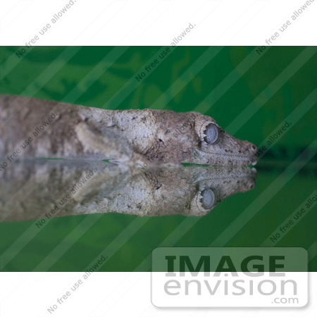 #53817 Royalty-Free Stock Photo of a Reflection Of Gecko by Maria Bell