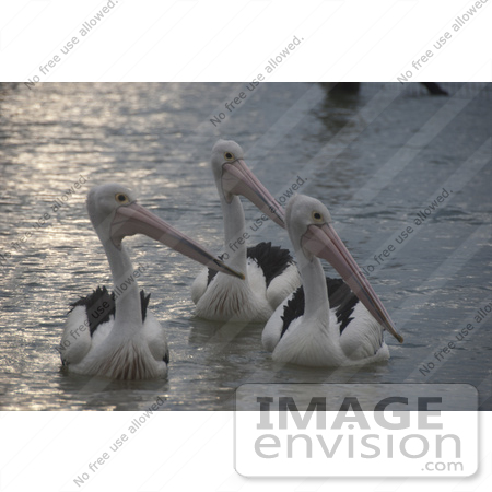 #53821 Royalty-Free Stock Photo of a group of pelicans by Maria Bell