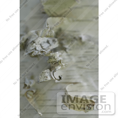 #53826 Royalty-Free Stock Photo of a closeup of tree bark by Maria Bell