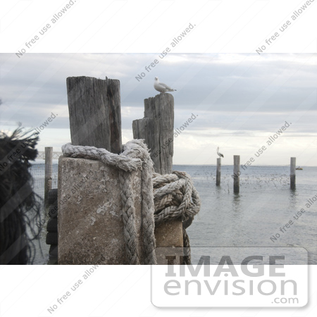 #53831 Royalty-Free Stock Photo of a gull on a beach post by Maria Bell