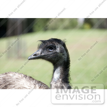 #53833 Royalty-Free Stock Photo of a Emu by Maria Bell