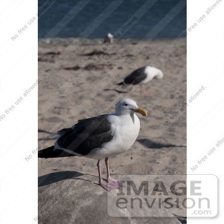 #53842 Royalty-Free Stock Photo of a Seagull Portrait by Maria Bell