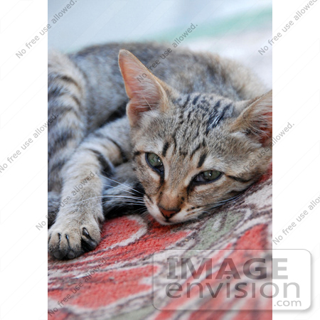 #53846 Royalty-Free Stock Photo of a Tired Kitten by Maria Bell