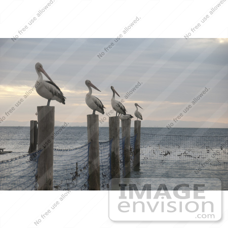 #53855 Royalty-Free Stock Photo of a row of pelicans on posts by Maria Bell