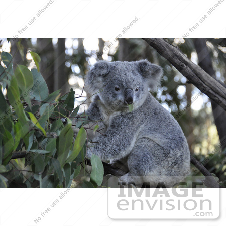 #53863 Royalty-Free Stock Photo of a Koala 3 by Maria Bell