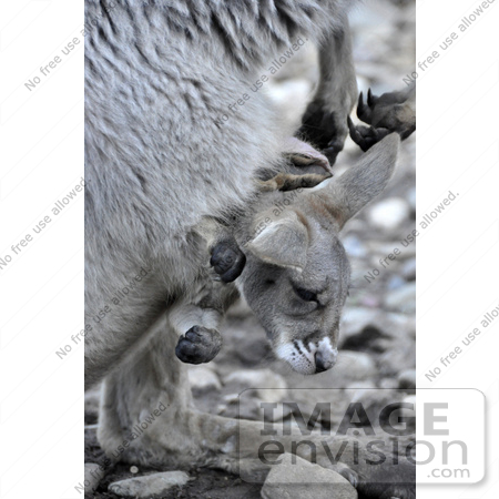 #53869 Royalty-Free Stock Photo of a Joey by Maria Bell