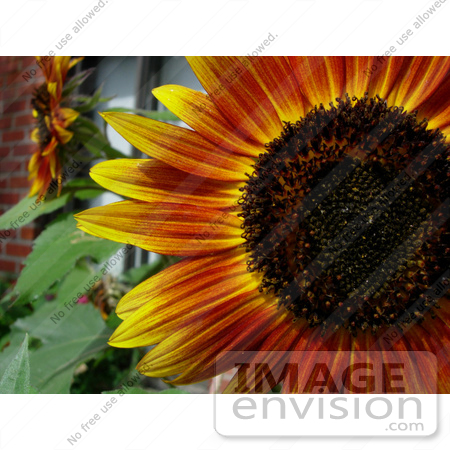 #53875 Royalty-Free Stock Photo of a Red Sunflower by Maria Bell