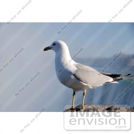 #53878 Royalty-Free Stock Photo of a Lone Seagull by Maria Bell