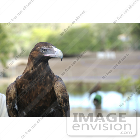 #53883 Royalty-Free Stock Photo of a juvenile golden eagle by Maria Bell