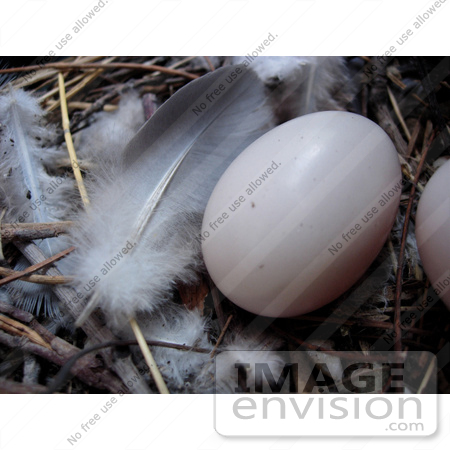 #53894 Royalty-Free Stock Photo of a feather and egg in a nest by Maria Bell