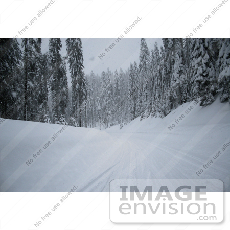 #541 Picture of the a Snow Covered Road with Trees by Kenny Adams