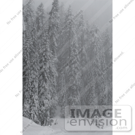 #542 Winter Picture of Evergreen Pine Trees Covered with Snow by Kenny Adams