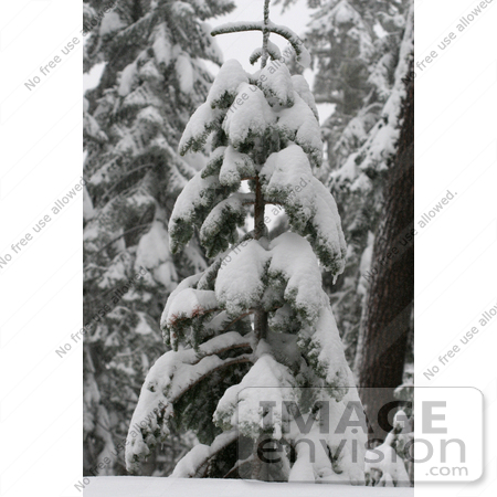 #543 Winter Picture of a Snow Covered Evergreen Tree by Kenny Adams
