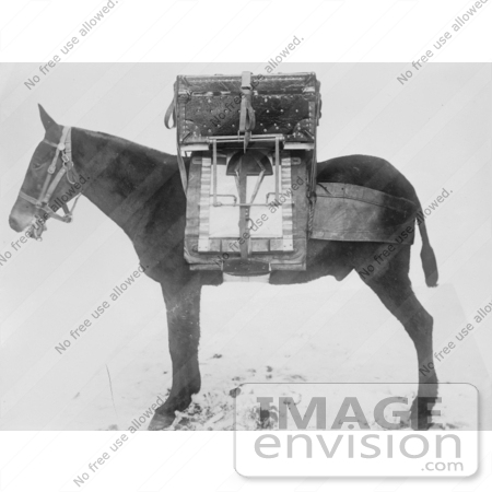 #5501 Pack Horse by JVPD