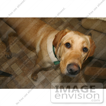#554 Photo of a Yellow Lab Dog Looking Up by Jamie Voetsch