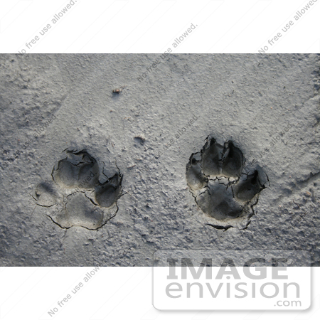 #561 Photograph of Dog Paw Prints in the Mud by Jamie Voetsch