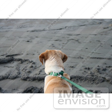 #565 Photograph of a Dog on a Leash by Jamie Voetsch