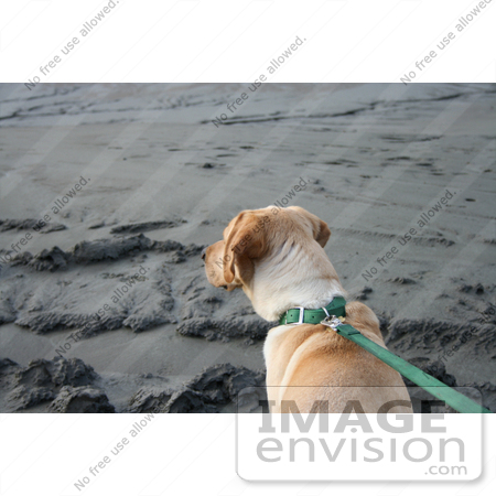 #566 Photograph of a Dog on a Leash by Jamie Voetsch