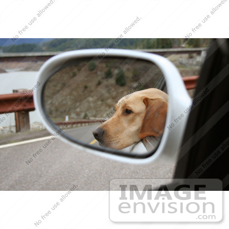 #578 Image of a Yellow Lab Sticking His Head Out of a Car Window by Jamie Voetsch