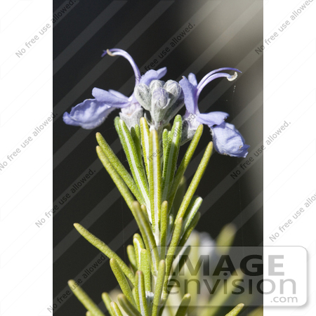 #583 Picture of Rosemary Flowers by Jamie Voetsch