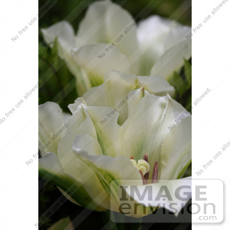 #587 Picture of White and Green Tulips by Jamie Voetsch