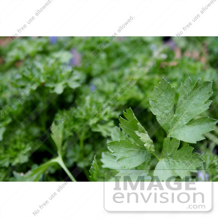 #590 Picture of Italian and Curly Parsley by Jamie Voetsch