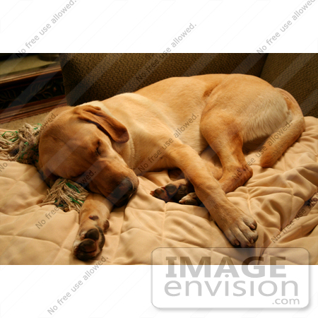 #594 Image of a Dog Sleeping on a Couch by Jamie Voetsch