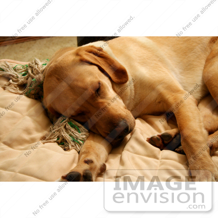 #595 Picture of a Yellow Lab Dog Sleeping on a Couch by Jamie Voetsch