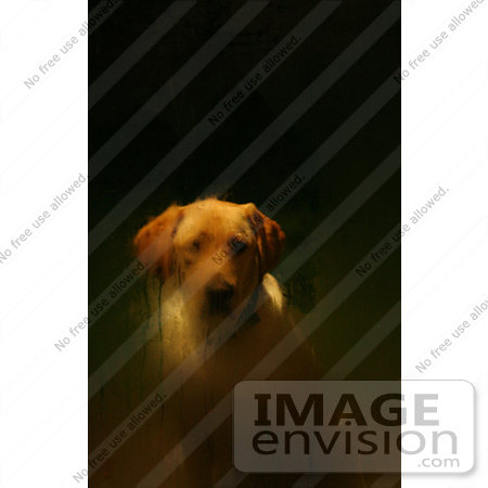 #598 Picture of a Yellow Labrador Retriever Waiting at the Front Door by Kenny Adams