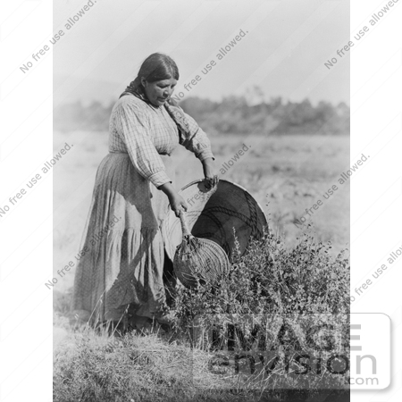 #6097 Pomo Woman Gathering Seeds by JVPD