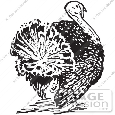 #61365 Retro Clipart Of A Vintage Thanksgiving Turkey Bird Rear View In Black And White - Royalty Free Vector Illustration  by JVPD
