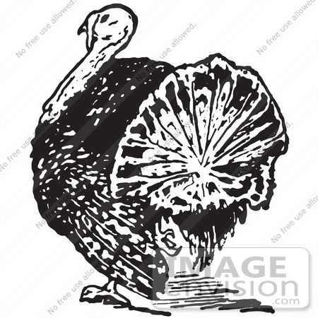 #61366 Retro Clipart Of A Vintage Thanksgiving Turkey Bird From The Rear In Black And White - Royalty Free Vector Illustration  by JVPD