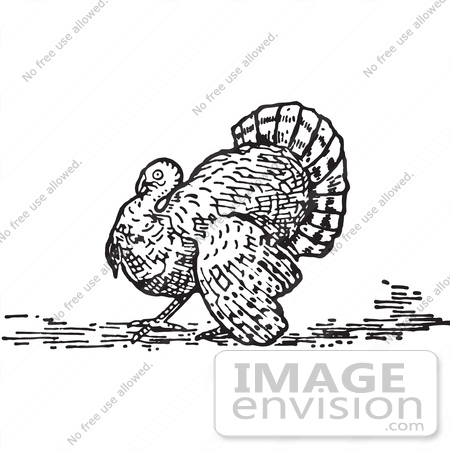 #61370 Retro Clipart Of A Vintage Thanksgiving Turkey Bird In Black And White - Royalty Free Vector Illustration  by JVPD
