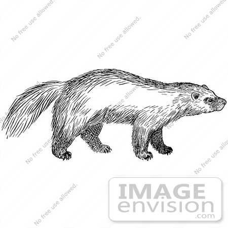 #61541 Clipart Of A Wolverine In Black And White - Royalty Free Vector Illustration by JVPD