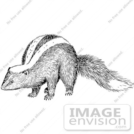 #61542 Clipart Of A Sniffing Skunk In Black And White - Royalty Free Vector Illustration by JVPD