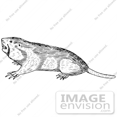 #61543 Clipart Of A Pocket Gopher In Black And White - Royalty Free Vector Illustration by JVPD
