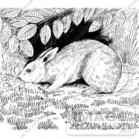 #61544 Clipart Of A Cottontail Rabbit Under A Shrub In Black And White - Royalty Free Vector Illustration by JVPD