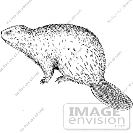 #61545 Clipart Of A Beaver In Black And White - Royalty Free Vector Illustration by JVPD