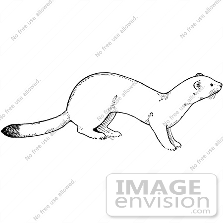 #61546 Clipart Of A White Weasel In Black And White - Royalty Free Vector Illustration by JVPD