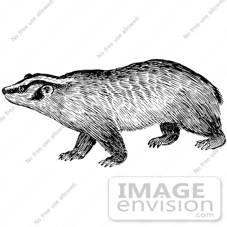 #61547 Clipart Of A Badger In Black And White - Royalty Free Vector Illustration by JVPD