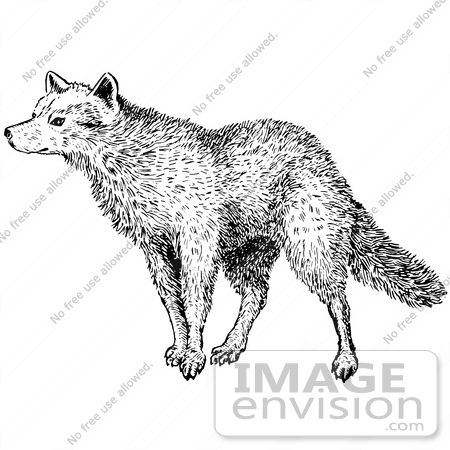 #61548 Clipart Of A Sniffing Wolf In Black And White - Royalty Free Vector Illustration by JVPD