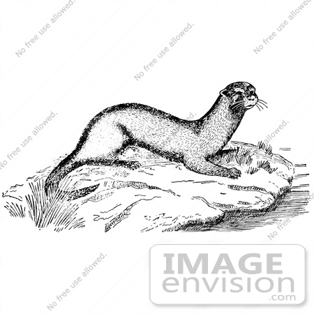 #61550 Clipart Of An Otter On A River Rock In Black And White - Royalty Free Vector Illustration by JVPD