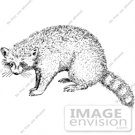 #61551 Clipart Of A Raccoon In Black And White - Royalty Free Vector Illustration by JVPD