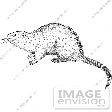 #61552 Clipart Of A Muskrat In Black And White - Royalty Free Vector Illustration by JVPD