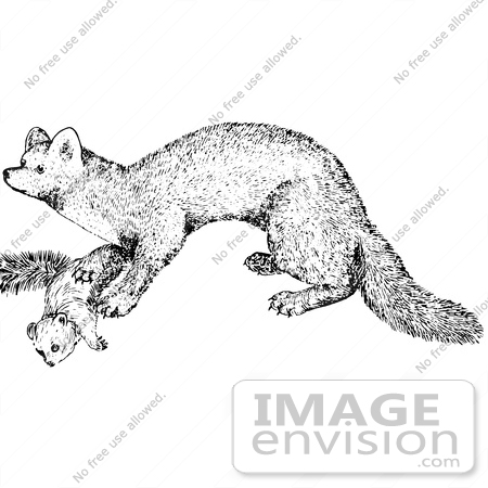 #61553 Clipart Of A Marten In Black And White - Royalty Free Vector Illustration by JVPD