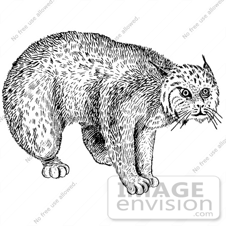 #61555 Clipart Of A Bobcat In Black And White - Royalty Free Vector Illustration by JVPD