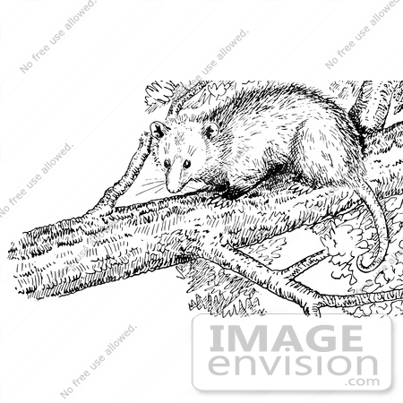 #61556 Clipart Of An Opossum In A Tree In Black And White - Royalty Free Vector Illustration by JVPD