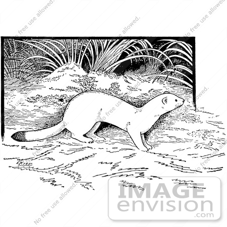 #61572 Clipart Of A White Weasel In The Forest In Black And White - Royalty Free Vector Illustration by JVPD