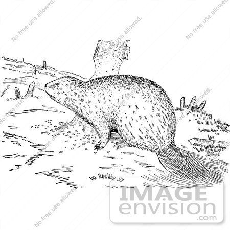 #61573 Clipart Of A Beaver With Stumps In Black And White - Royalty Free Vector Illustration by JVPD